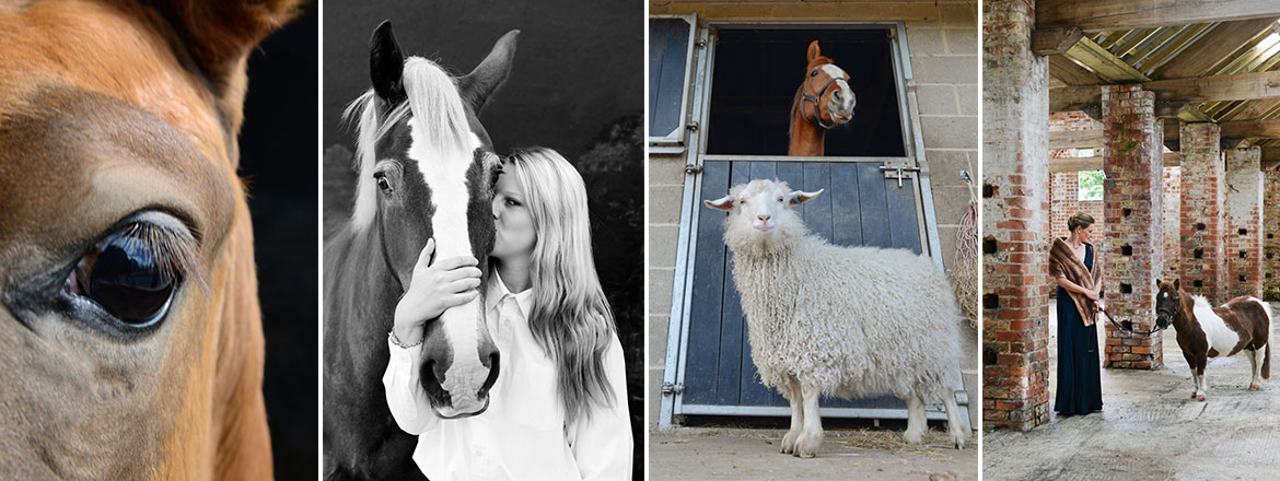 Equine photographer