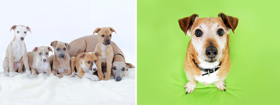 Photos of dogs