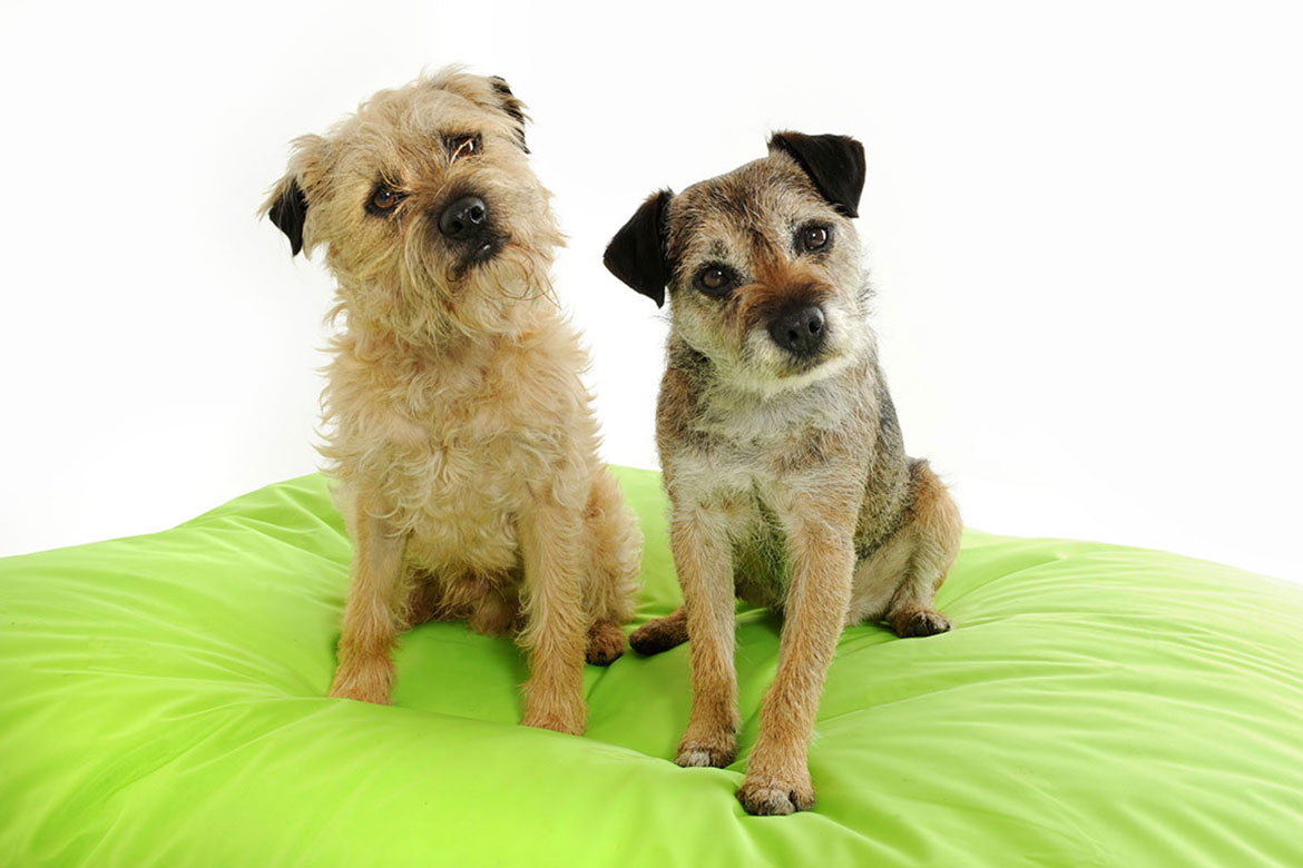 Pet Photogrpaher