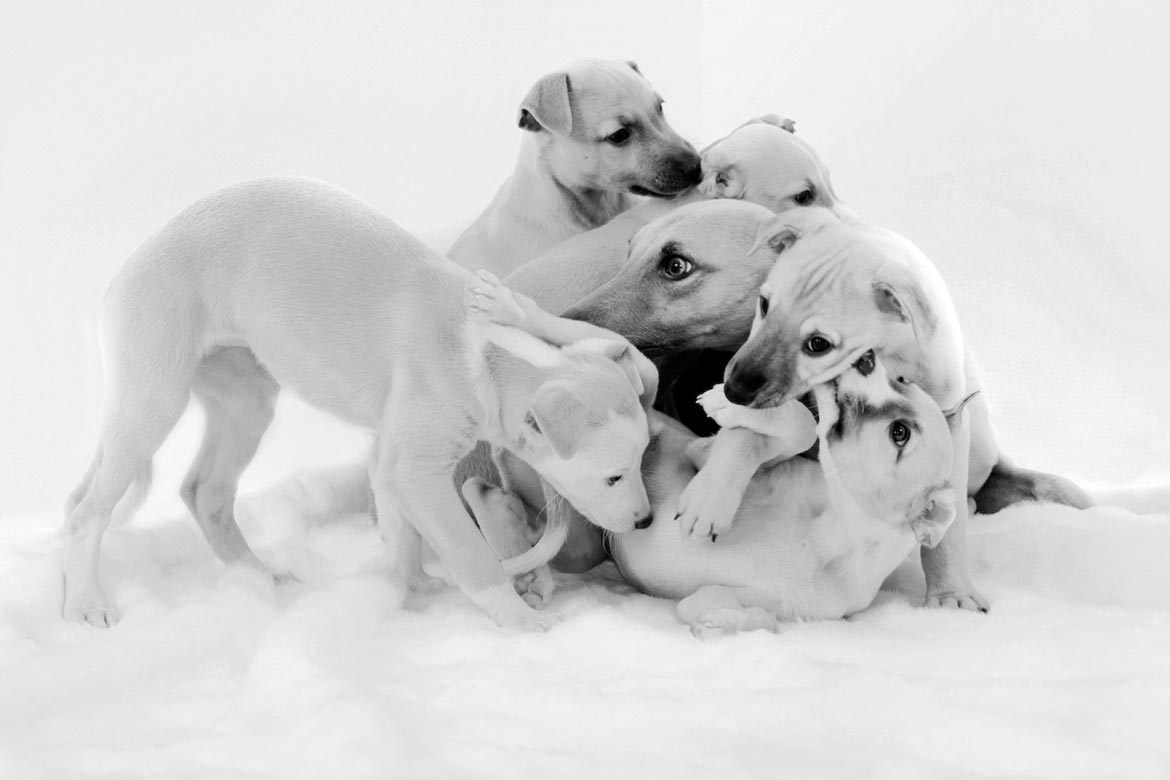 Dog Photographer